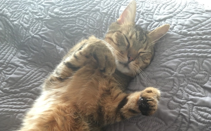 Zbiórka Na ratunek kotu o imieniu Kot - zdjęcie główne