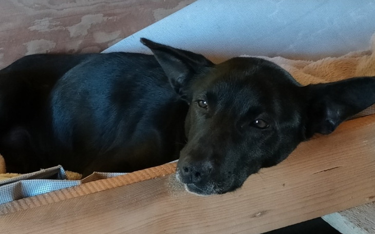 Zbiórka Na kilka operacji bezdomnej suni - zdjęcie główne