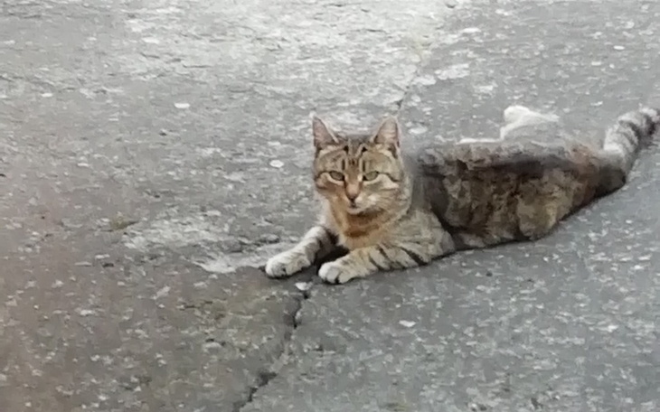 Zbiórka Na głodne kotki - zdjęcie główne