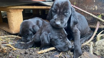Zbiórka Wielki Płacz - Wołanie o Pomoc - miniaturka zdjęcia