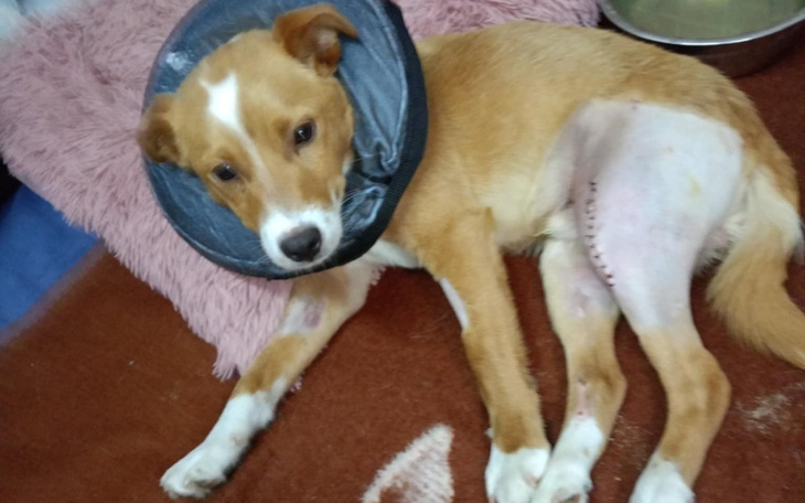 Pies w obroży po operacji, leży na dywanie.