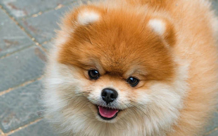 Zbiórka Na marzenia na psa - zdjęcie główne