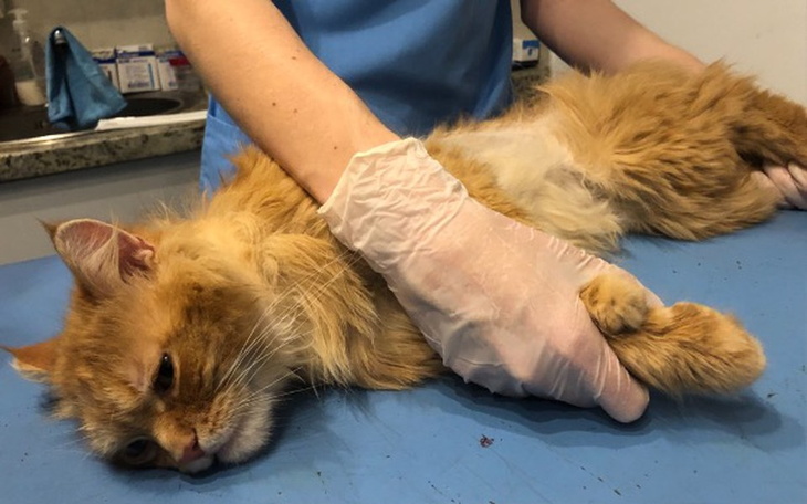 Zbiórka Przerażony i zaniedbany. - zdjęcie główne