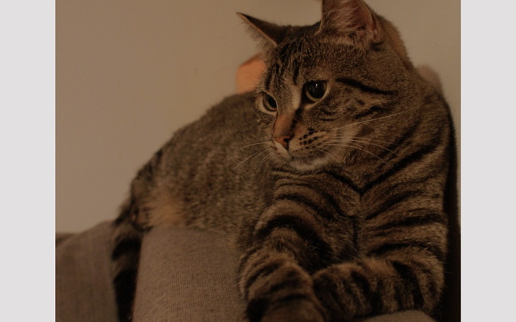 Zbiórka Operacja złamanej łapki Poziomki - zdjęcie główne