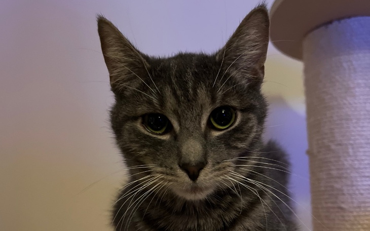 Zbiórka Zbieramy na leczenie FIP uLeonka - zdjęcie główne