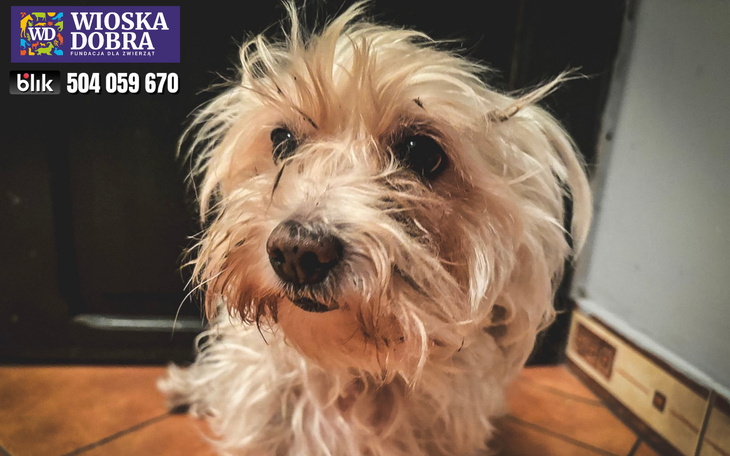 Mały pies z rozczochranym futrem, patrzy w obiektyw.