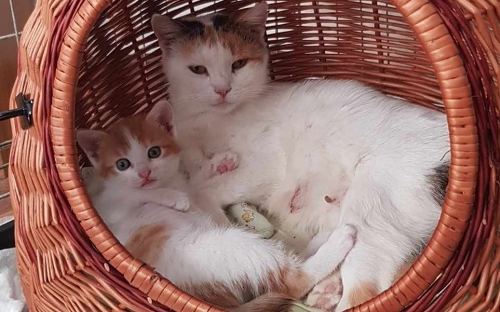 Zbiórka Na drapak dla maluszków. - zdjęcie główne