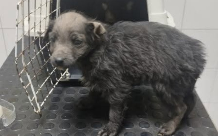 Szczeniak w schronisku, potrzebujący miłości i opieki.