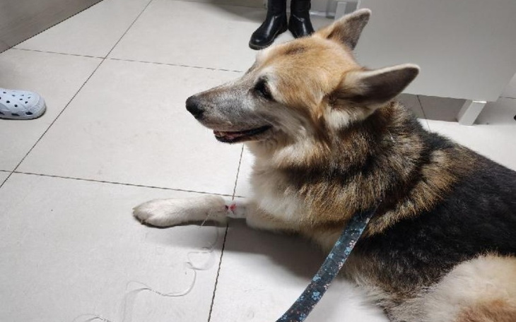 Zbiórka Radioterapia dla Elzy - zdjęcie główne