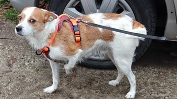 Zbiórka Uratujmy łapkę Koksikowi - miniaturka zdjęcia