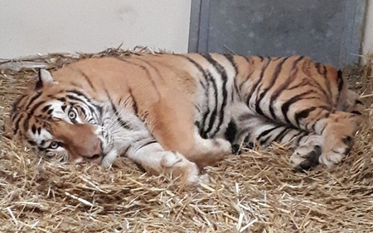 Zbiórka Cisna i jej przyjaciele - zdjęcie główne