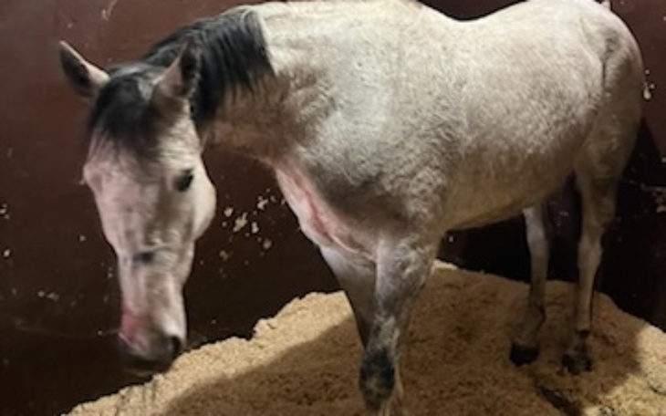 Zbiórka Podaruj życie naszej klaczy - zdjęcie główne