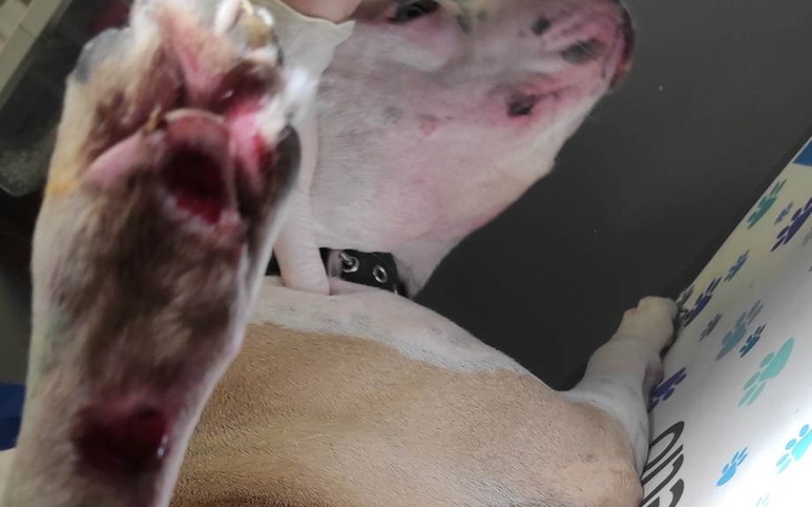 Zbiórka Została tylko Orteza Dziękujemy - zdjęcie główne