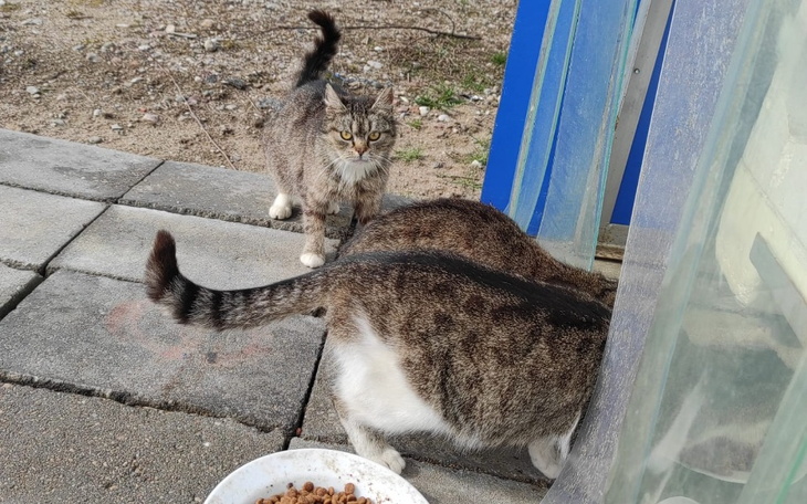 Zbiórka Zakup karmy w maju - zdjęcie główne