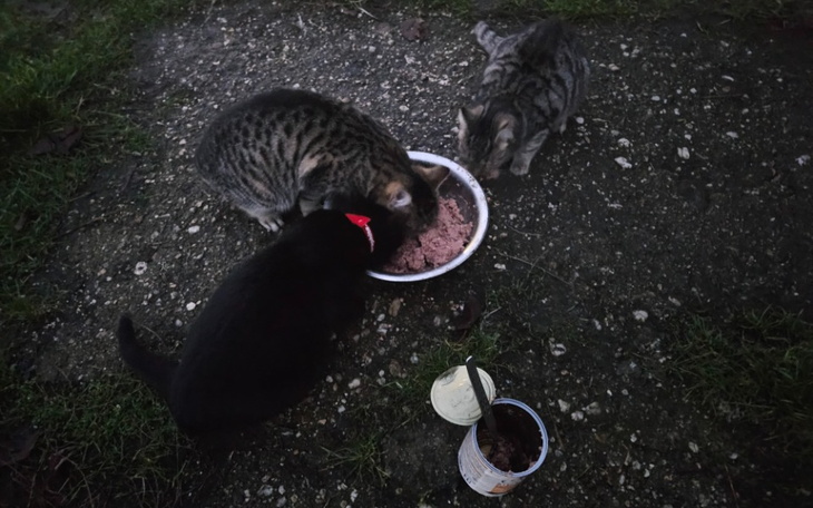 Zbiórka Na kastracje wiejskich kotków. - zdjęcie główne