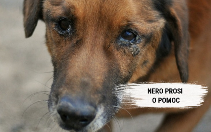 Zbiórka Nero prosi o pomoc. - zdjęcie główne
