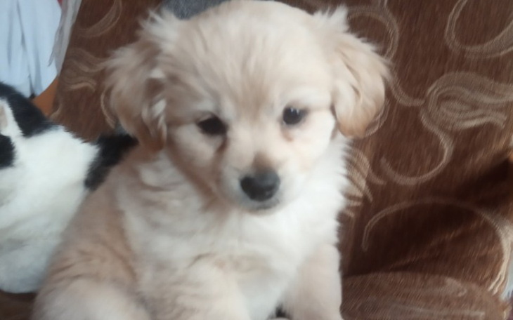 Zbiórka Luna walczy z parwowirozą - zdjęcie główne