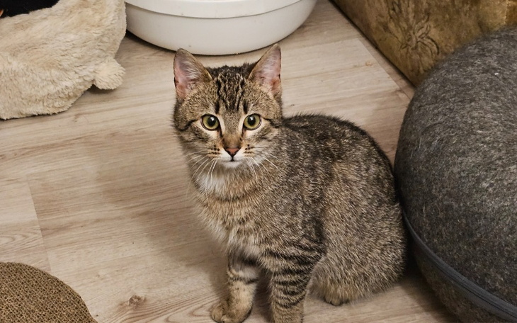 Zbiórka Pomoż Bayley opłacić badania - zdjęcie główne