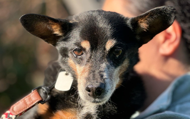 Pies trzymany na rękach, z wyrazem przyjaznym.