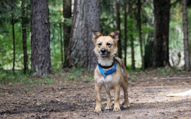 Zbiórka Czy ktoś wspomoże Leona... - zdjęcie główne