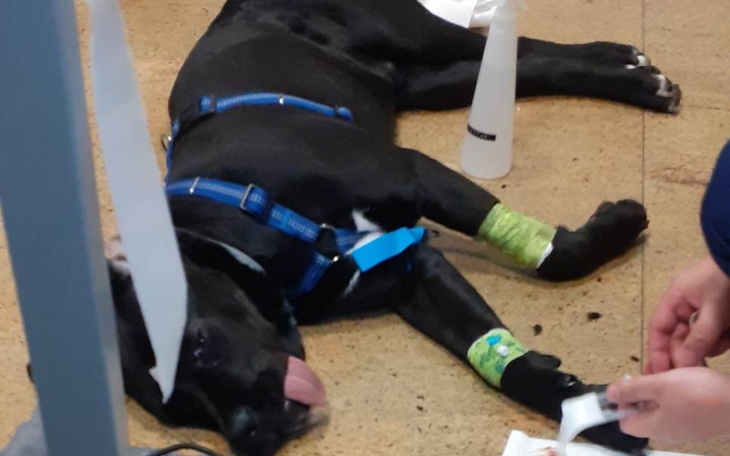 Zbiórka Operacja RAMBO - zdjęcie główne