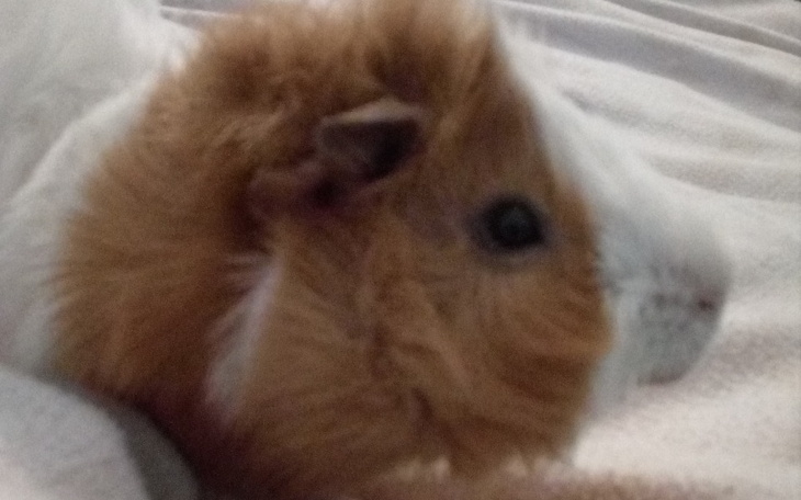 Zbiórka Dla świnki morskiej - zdjęcie główne