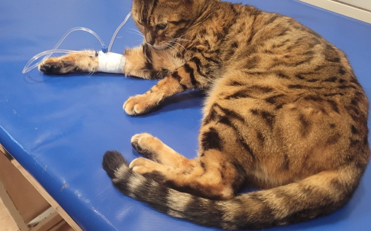 Zbiórka Julian - zdjęcie główne