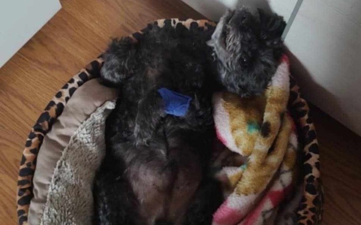 Pies leżący w legowisku, przykryty kocem.