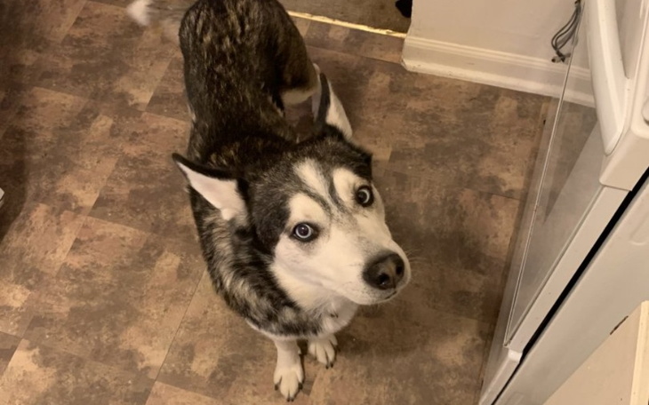 Zbiórka Wspólnie uratujmy wzrok Mikiego - zdjęcie główne