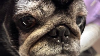 Zbiórka Teodor weterynarz profilaktyka - miniaturka zdjęcia