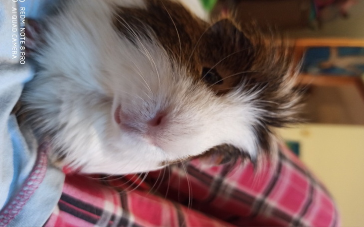 Zbiórka Na akcesoria dla świnek morskich - zdjęcie główne