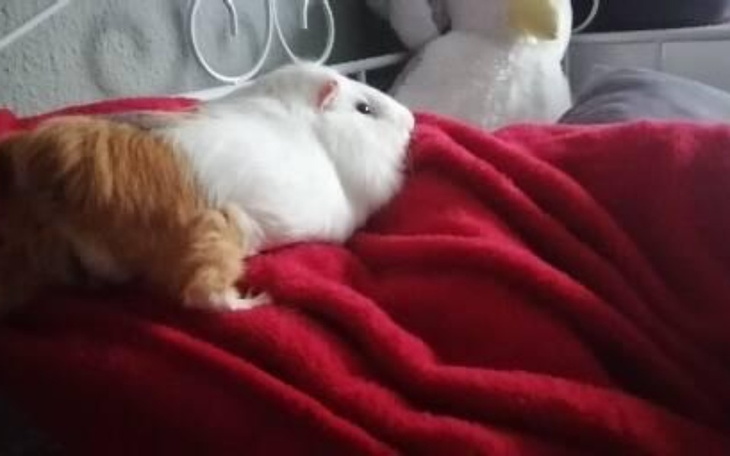 Zbiórka Operacja pokemona - zdjęcie główne