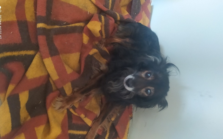 Zbiórka Staruszek Pikuś - zdjęcie główne