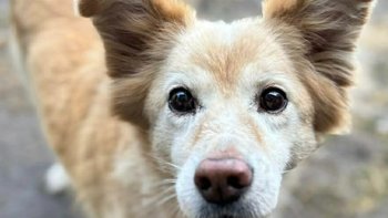 Zbiórka Czika nie może już czekać - miniaturka zdjęcia