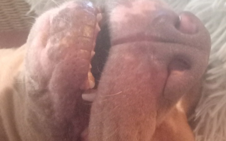 Zbiórka Zbiórka na usunięcie 4 zębów psa - zdjęcie główne