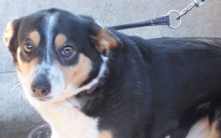 Zbiórka Transport ze schronu bez wolo - zdjęcie główne