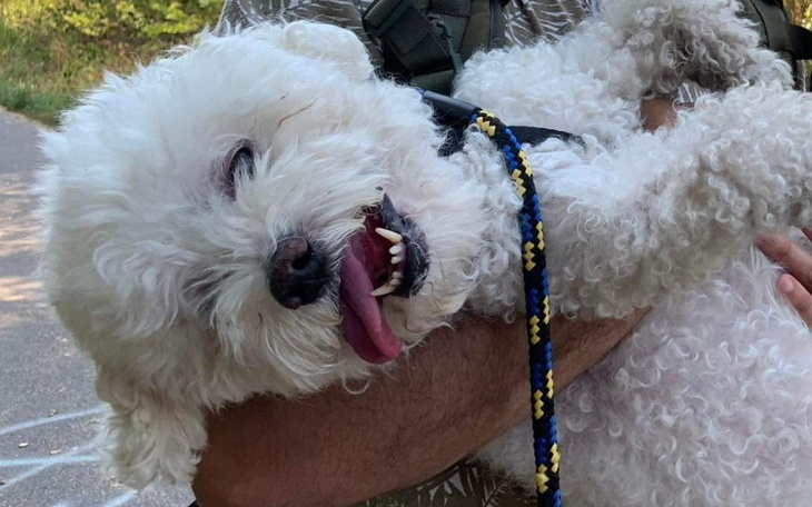 Zbiórka Walka o życie Luisa - zdjęcie główne