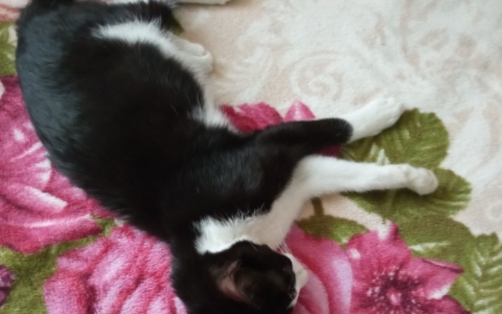 Zbiórka Kaja już nie cierpi. - zdjęcie główne