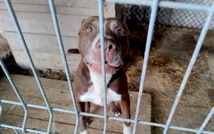 Pies w schronisku, czekający na nowy dom i miłość.