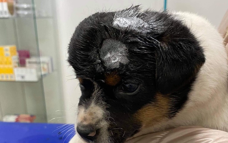 Zbiórka Poranione i cierpiące szczeniaki - zdjęcie główne