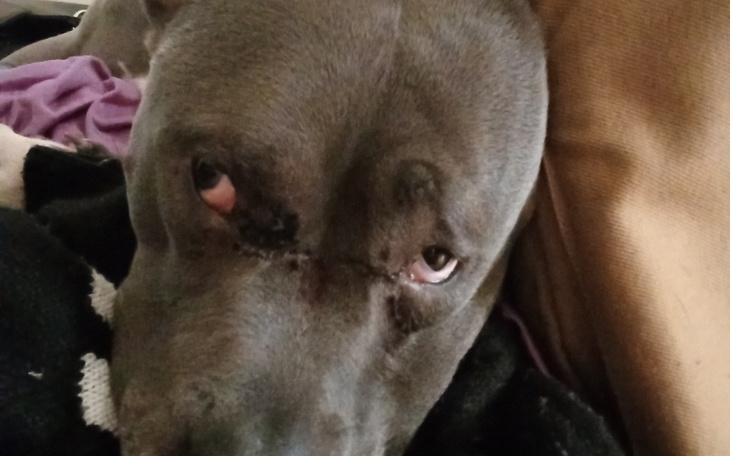 Pies z bliska, leżący na kanapie.