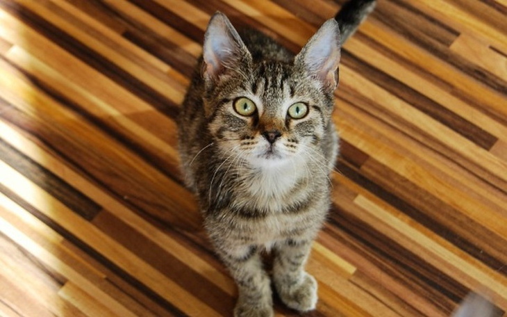 Kotka z zielonymi oczami, stojąca na drewnianej podłodze.