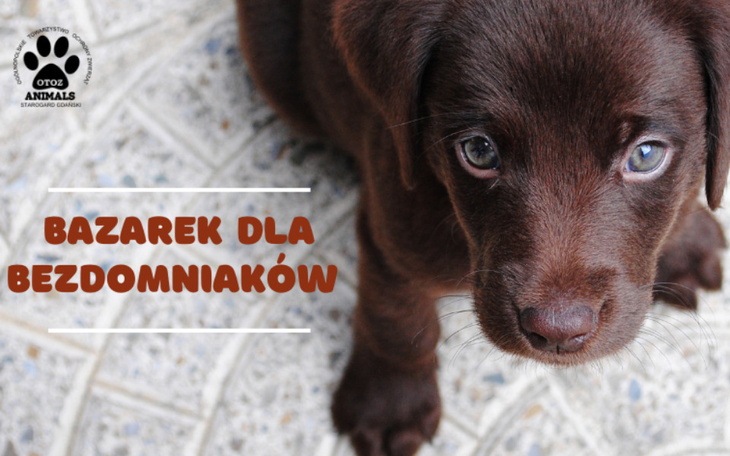 Zbiórka Bazarek dla bezdomniaków - zdjęcie główne