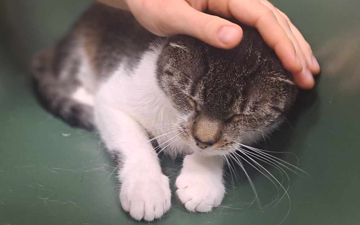 Zbiórka Rukola gorączka i apatia - zdjęcie główne