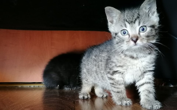 Zbiórka Zbiórka na kocie maluszki - zdjęcie główne