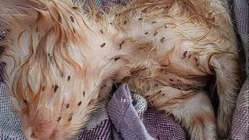 Zbiórka Kastracja wrzesień - miniaturka zdjęcia