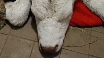 Zbiórka Śnieżka - miniaturka zdjęcia