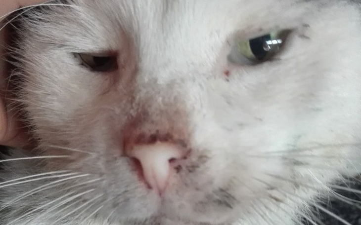 Zbiórka Ile warte kocie życie - zdjęcie główne