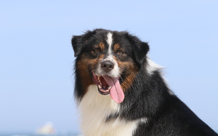 Zbiórka Wsparcie na leczenie Bolsa - zdjęcie główne