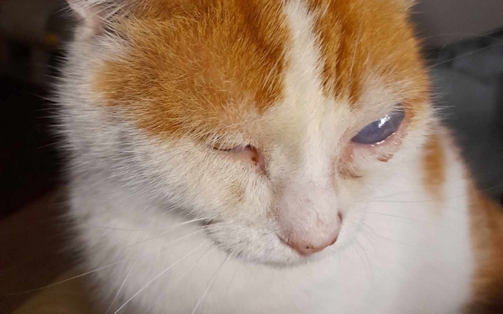 Kot z pomarańczowymi plamami, z zamkniętym okiem.